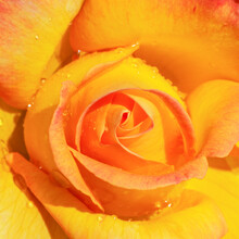 Macro Photography Flower Rose With Yellow Petals Close-up Top View