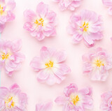 Fototapeta Kwiaty - Pink tulips blossom pattern on pastel background.