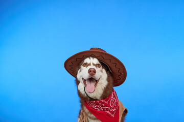 Cute Siberian Husky dog in cowboy hat, isolated on blue background. The dog smiles and looks at the camera waiting for a treat. Happy dog.