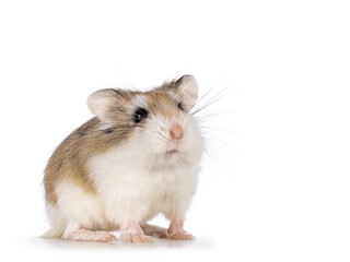 cute roborovski hamster standing facing front and looking up. isolated on a white background.