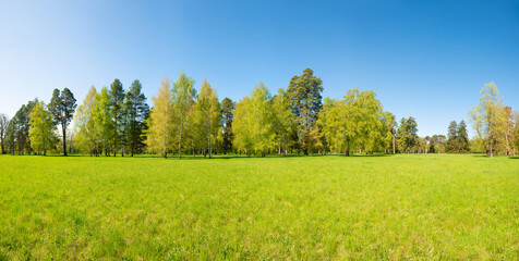 Wall Mural - Green trees in spring park forest with green leaves, green grass and blue sky