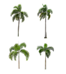 Wall Mural - four palm trees on a white background