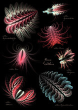 Fractal Art Of Imaginary Bioluminescent Creatures, In The Style Of A Vintage Botanical Or Zoological Illustration.
