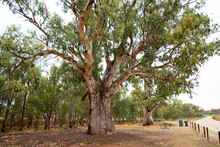 Giant Red Gum Tree - Orroroo - Australia
