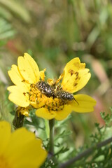 Black and white coleoptera bugs on the beautiful white and yellow flower of a wild garland chrysantemum (Glebionis coronaria)  