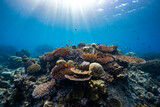 Fototapeta Fototapety do akwarium - Beautiful underwater corals of the Andaman Sea in Thailand.
