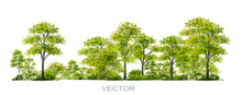 Vector Watercolor Of Forest Or Tree Side View Isolated On White Background For Landscape  And Architecture Drawing, Elements For Environment And Garden,botanical Elements 