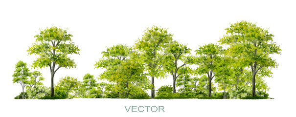Wall Mural - vector watercolor of forest or tree side view isolated on white background for landscape and archite