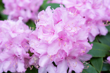 Sticker - Blooming pink bush in the park