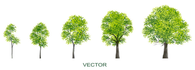 Wall Mural - vector watercolor of forest or tree side view isolated on white background for landscape and archite