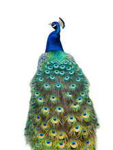 Peacock Isolated On A White
