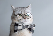 Funny White Cat In A Gray Bow Tie And Glasses, On Gray Background .