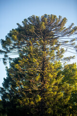 Wall Mural - trees in autumn