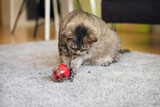 Fototapeta Koty - Active mature cat is playing at home with special ball dispenser with kibble inside that slowly drops out when cat pushes it. Playful kitty having fun with slow feeder toy full of food inside.