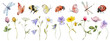 wildflowers watercolor botanical illustration with butterfly and dragonfly