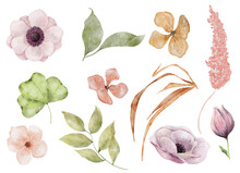 Watercolor Anemone Flowers And Leaves Hand Drawn Illustration