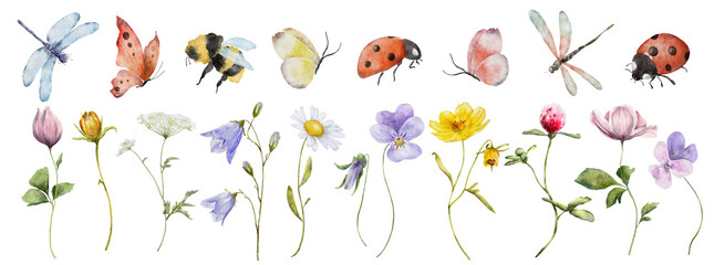 Wall Mural - wildflowers watercolor botanical illustration with butterfly and dragonfly