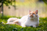 Fototapeta  - Laying on backyard grass red domestic cat