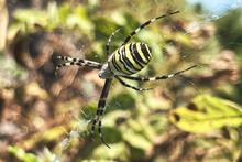 An Adult Wasp Spider Argiope Bruennichi With Yellow And Black Stripes On Its Abdomen Hangs On A Web.