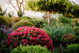 Fototapeta  - Ogród z azalią przycięta na kule w cieniu brzozy płaczącej