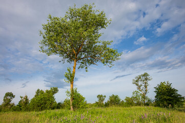 Wall Mural - tree on meadow