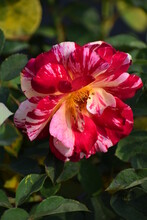 Pink Hybrid Rose In The Garden