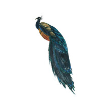 A Peacock Bird Sitting With Its Tail Folded. An Isolated Object From A Large Set Of CUBA. Watercolor Illustration. For Decoration, Design, Composition Of Postcards, Posters, Prints, Souvenirs.