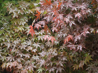 Poster - maple acer tree leaves background