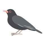 Fototapeta Młodzieżowe - Vector illustration of a black thrush, blackbird, isolated