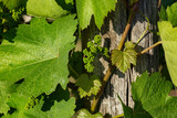 Fototapeta  - Grappe de raisin entre feuilles de vigne