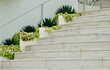 modern marble steps with decorative succulent plants