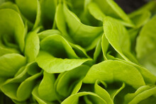A Close-up Shot Of A Garden Lettuce Plant