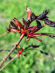 Wall Mural - red leaves of a maple on a background of delicate spring greens