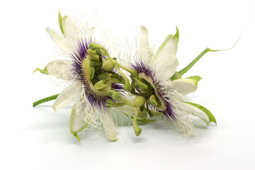 Two passion fruit flowers open