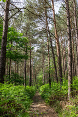 Fototapeta natura las ścieżka krajobraz francja