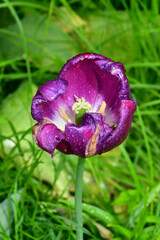 Wall Mural - a fading tulip flower in raindrops in natural conditions in the garden. completion of flowering. nat