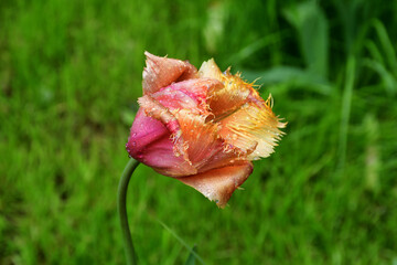 Wall Mural - a fading tulip flower in raindrops in natural conditions in the garden. completion of flowering. nat