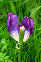 Wall Mural - a fading tulip flower in raindrops in natural conditions in the garden. completion of flowering. nat