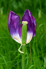 Wall Mural - a fading tulip flower in raindrops in natural conditions in the garden. completion of flowering. nat