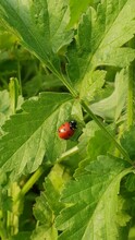 Ladybug On A Leaf , Spring In The Mountains Of Lebanon