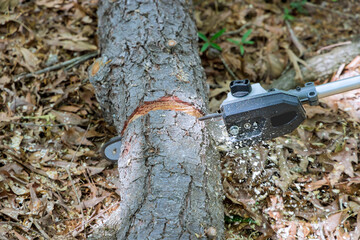 Sticker - Professional lumberjack is cutting trees using a chainsaw on cleaning the park