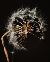 Dry Dandelion Seed Head