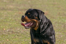 
Strong Specimen Of Rottweiler Dog In The Field Outdoors.