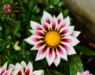 Gazania rigens, gazania splendens, treasure flower, mix talent, bronze daybreak, in bloom