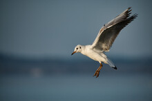 Black-headed Gull Shows Acrobatic Flight Maneuvers