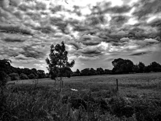 Poster - landscape with trees