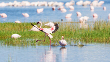 Selective Focus On A Lesser Flamingo Landing On Water, Lake Nakuru, Kenya