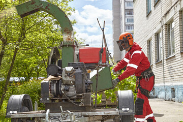 Canvas Print - A tree surgeon hangs ropes in the crown of a tree using a chainsaw to cut branches. An adult male wears full protective gear. Blurring the movement of wood chips and sawdust.