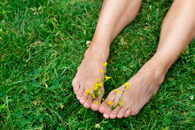 Barefoot Female Feet With Yellow Wildflowers Between The Toes Against The Background Of Green Grass Close-up