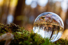 The Crystal Ball Lies On The Green Moss Of A Tree With A View Of The Autumn Forest. Focus On The Crystal Ball. Take Care Of Nature. Close-up